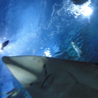 Tropicarium - A cápás állatkert